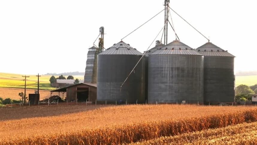 Importância das Boas Práticas de Produção de Trigo para Qualidade