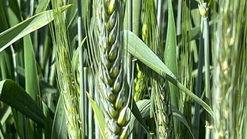 Preços do trigo sobem no Sul; demanda e oferta limitadas impactam