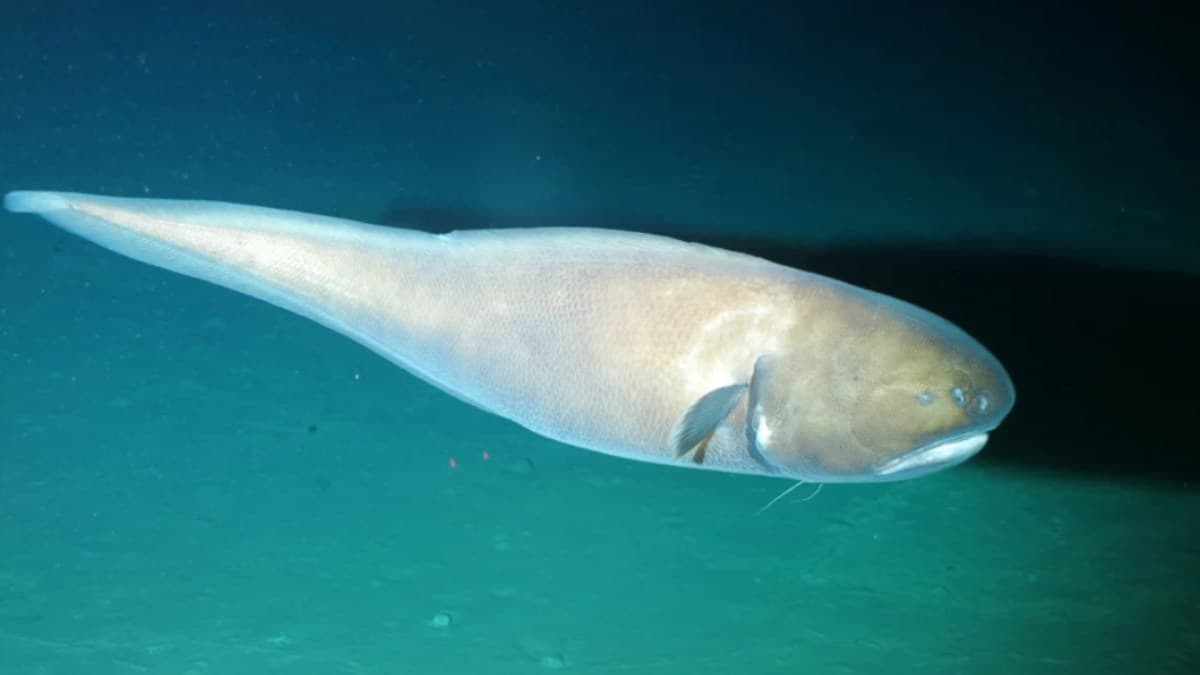 Estudo revela como ambiente influencia formato de peixes marinhos