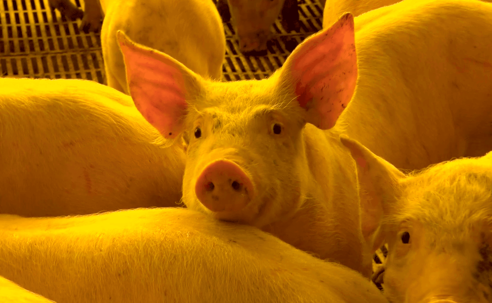Valorização do suíno vivo e carne suína é impulsionada por aumento da demanda