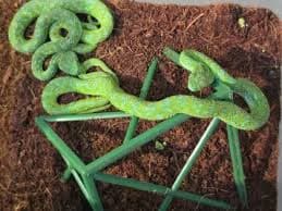 Mexicano é Detido na Alemanha com Lagartos e Cobras Venenosas