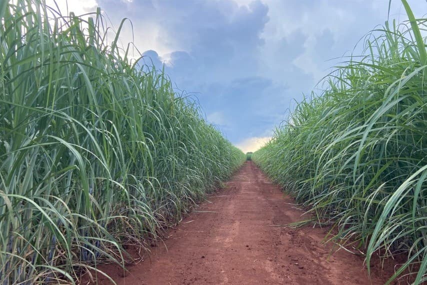 Impacto do El Niño reduz produção de açúcar na São Martinho