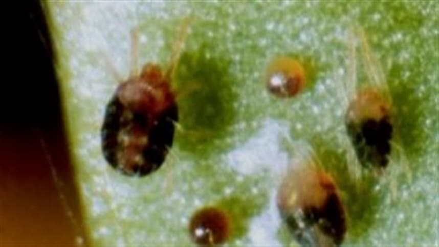 Período seco no Brasil amplifica riscos de ácaro-vermelho no café