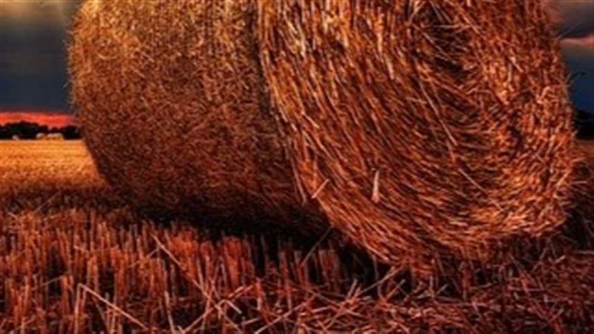 Situação atual do cultivo de alfafa no Rio Grande do Sul