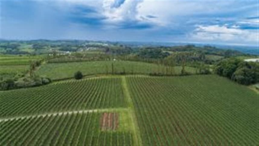 Consevitis-RS lança edital para impulsionar vitivinicultura