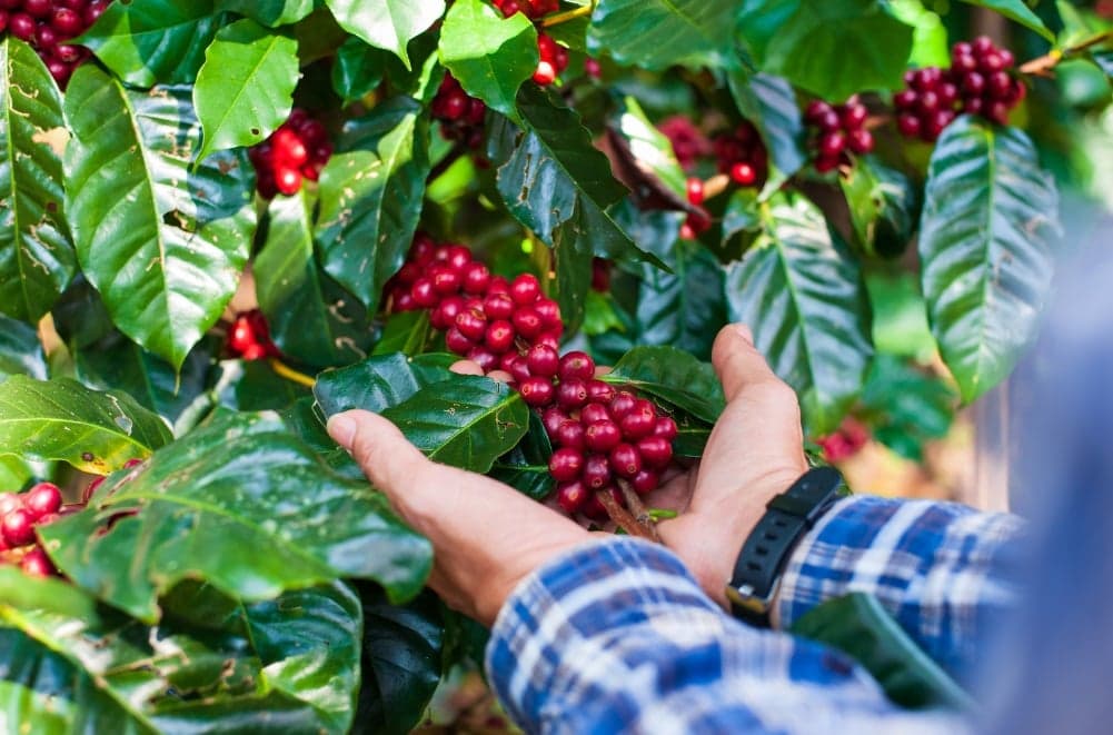 Majoridade dos produtores de café no Brasil são pequenos negócios