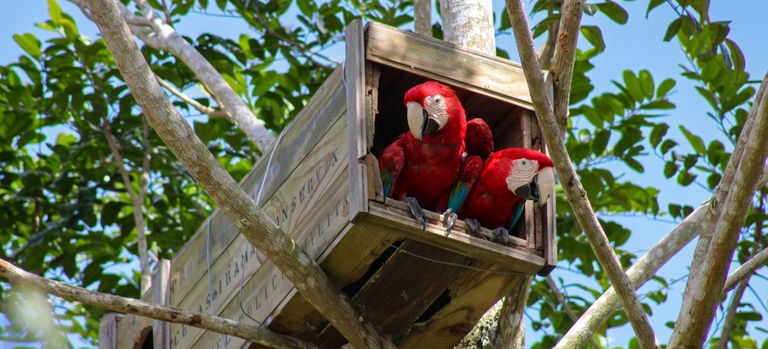 Arara-vermelha-grande renasce na Mata Atlântica após 200 anos