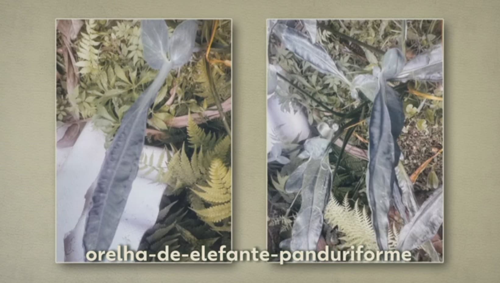 Moradora de São Bernardo do Campo descobre planta misteriosa no quintal