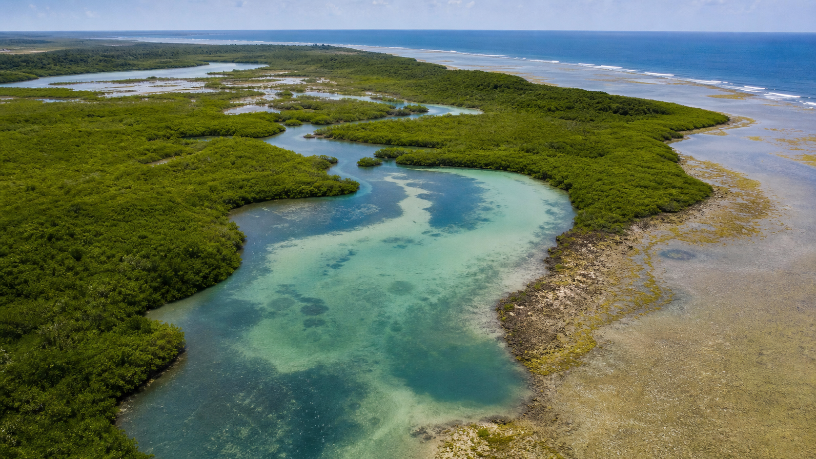 Carbono azul é essencial para mitigação climática e biodiversidade