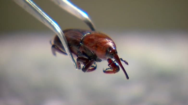 Bicudo-vermelho Pode Ameaçar Culturas de Palmeiras no Brasil