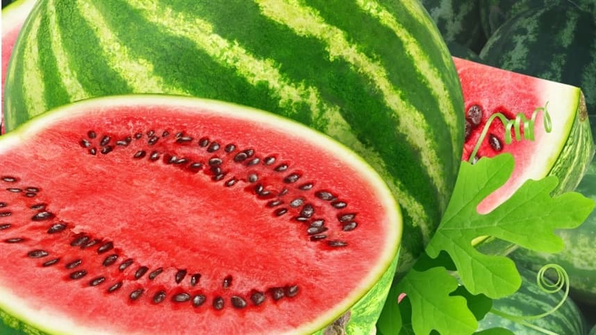 A colheita da melancia está em pleno vapor no município de Bagé