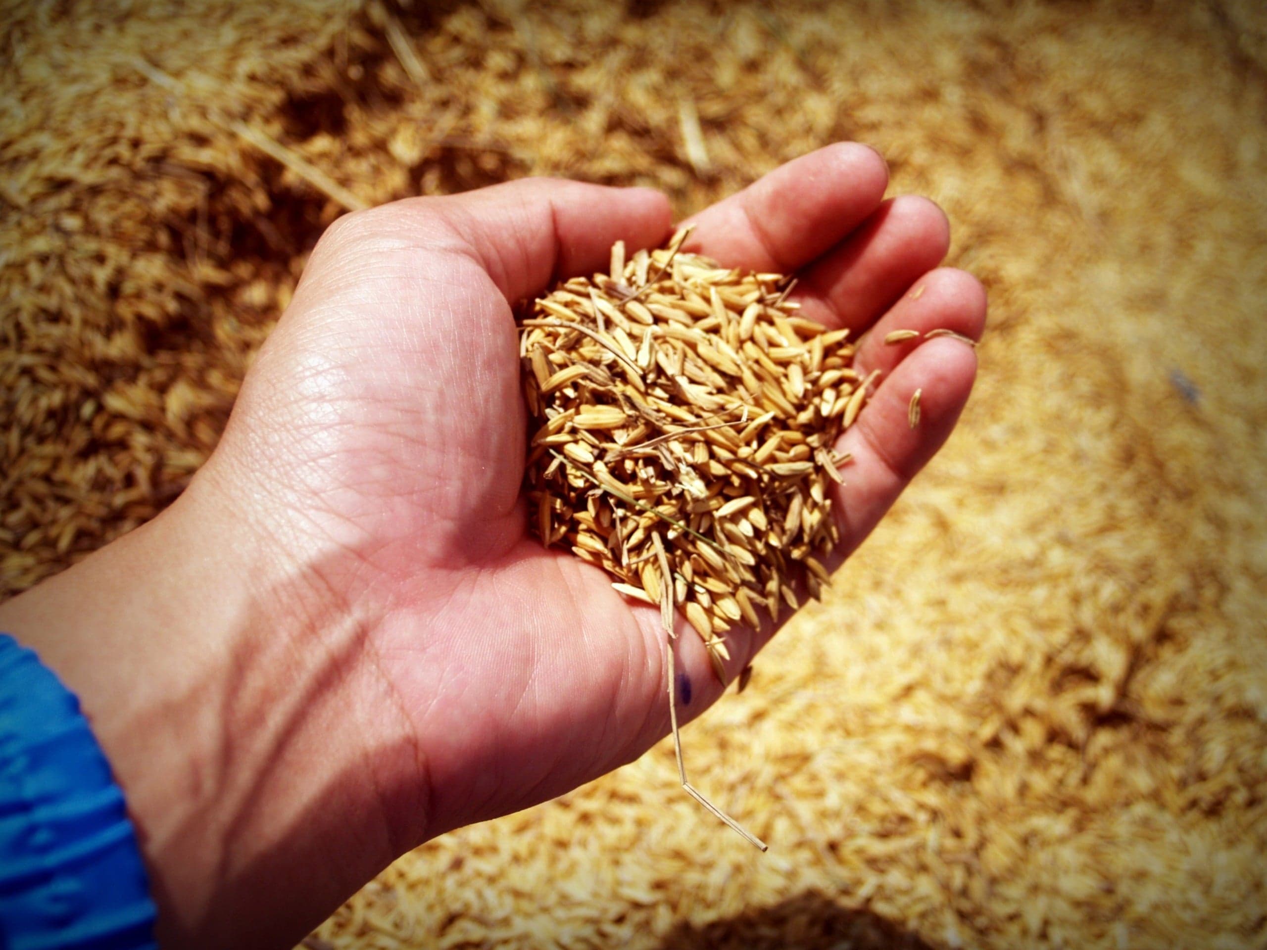 Exportação de arroz do Brasil cresce 144% no primeiro trimestre de 2026