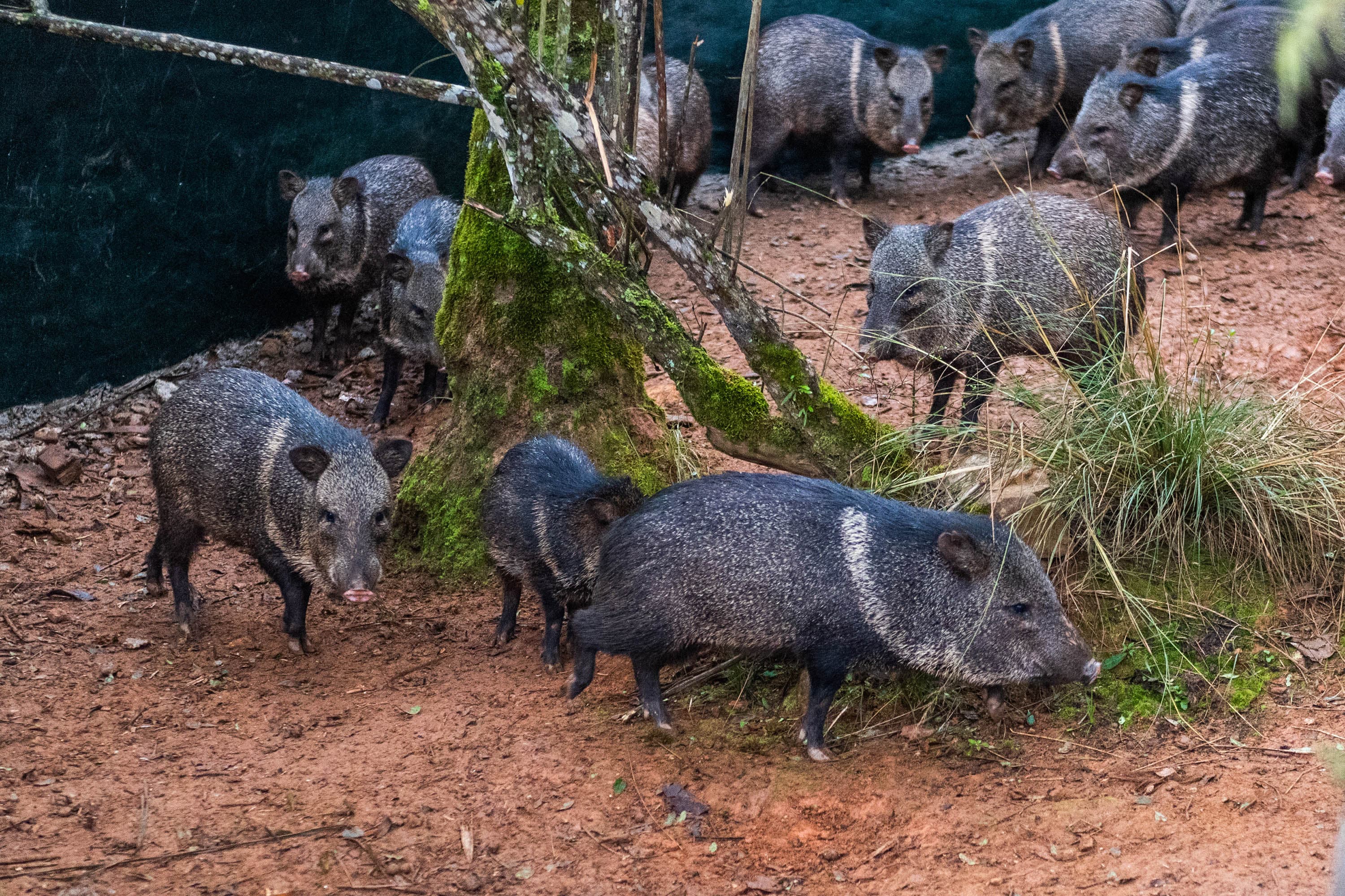 Grupos de mamíferos impulsionam fertilidade do solo na Mata Atlântica