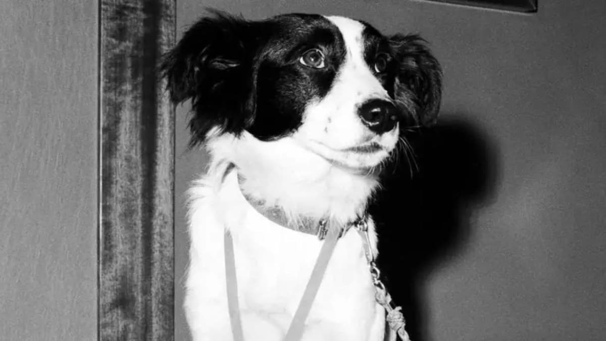 Pickles se torna herói nacional ao encontrar troféu perdido da Copa de 1966