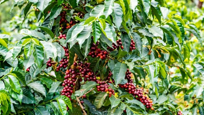 Globalização do café enfrenta oscilações em 2026/27