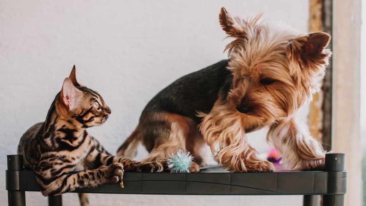 Comportamento de Pets: Por Que Cães e Gatos Escondem Objetos?