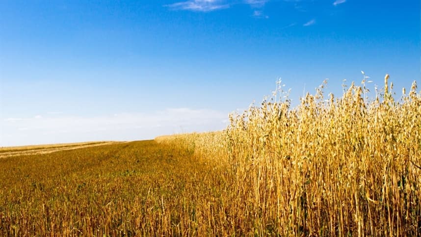 Avanços no cultivo de variedades de inverno: como está o desenvolvimento das culturas?