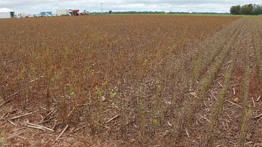 Brasil lidera produção de soja e avança em exportações