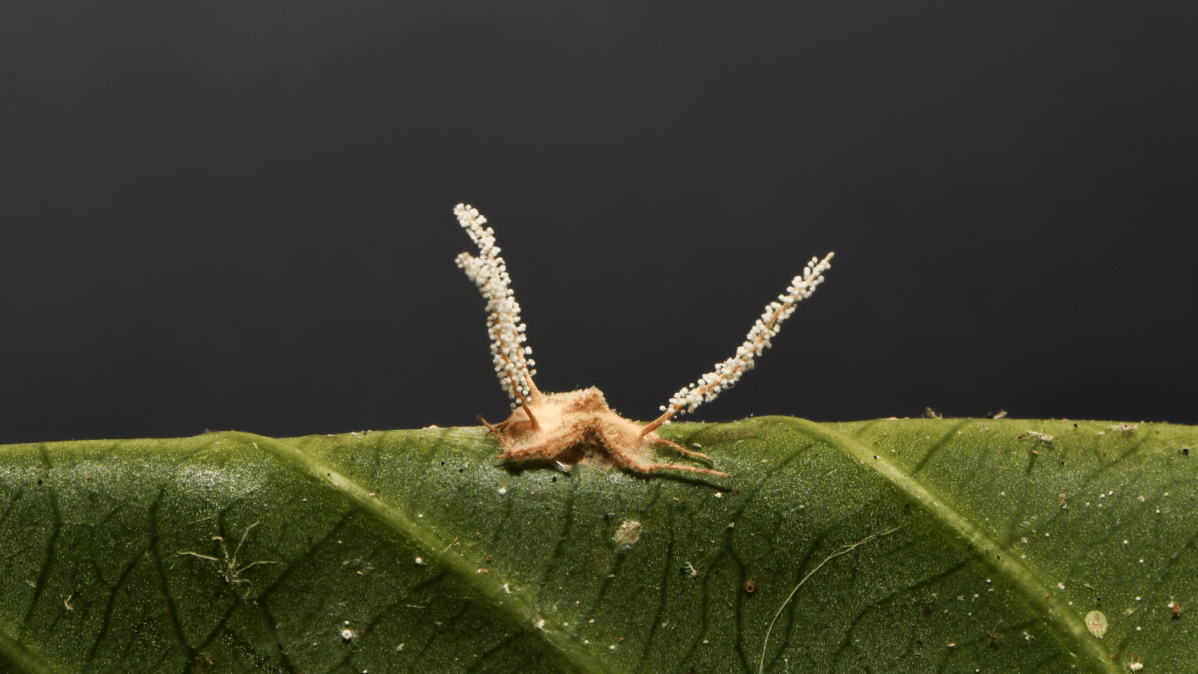Especialistas descobrem novo fungo parasita de aranhas em Minas Gerais