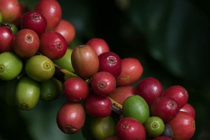 Tempestades em Minas Gerais causam perda de 230 mil sacas de café