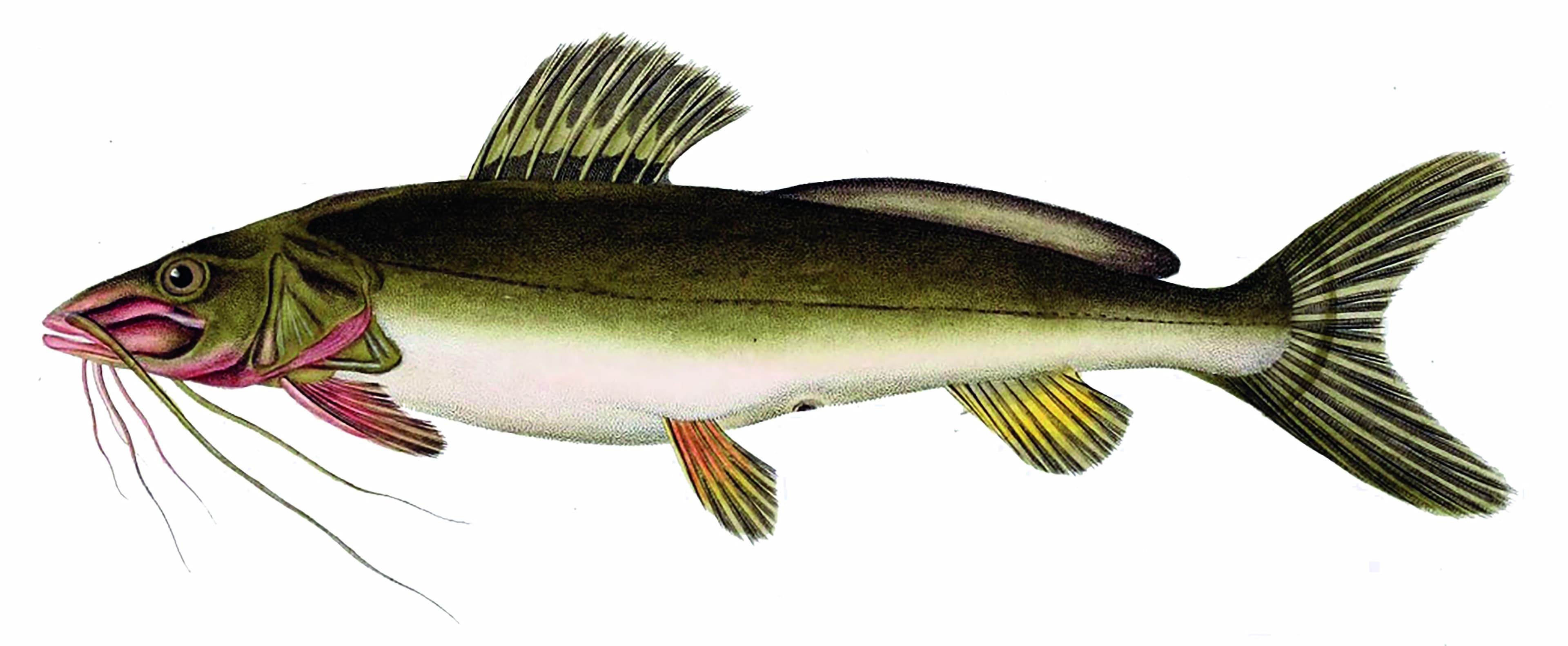 Jundiá-cinza se destaca na aquicultura por sua versatilidade