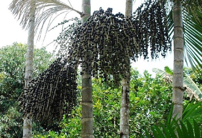 Embrapa realiza curso sobre açaí e feira de sementes no Alto Solimões