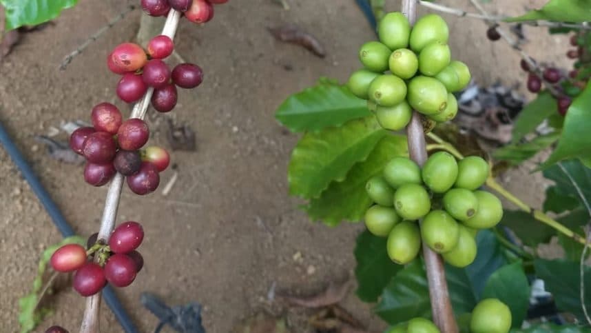 Início da colheita de café: influência na qualidade e valor do produto