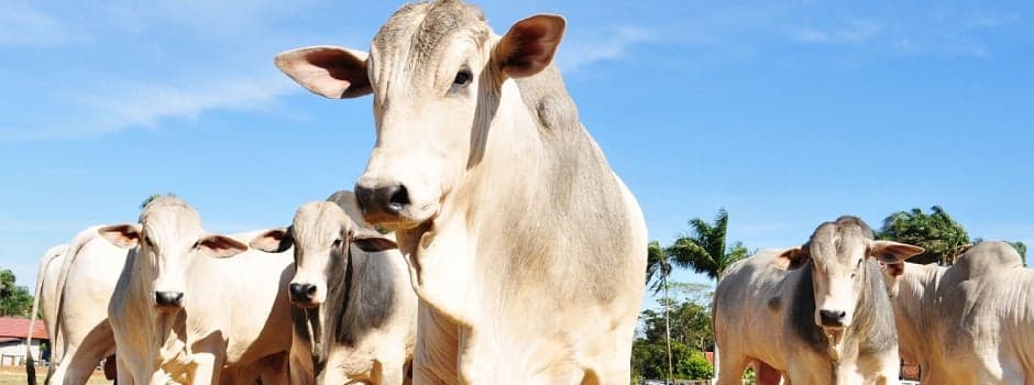 El Niño pressiona mercado do boi gordo e gera incertezas