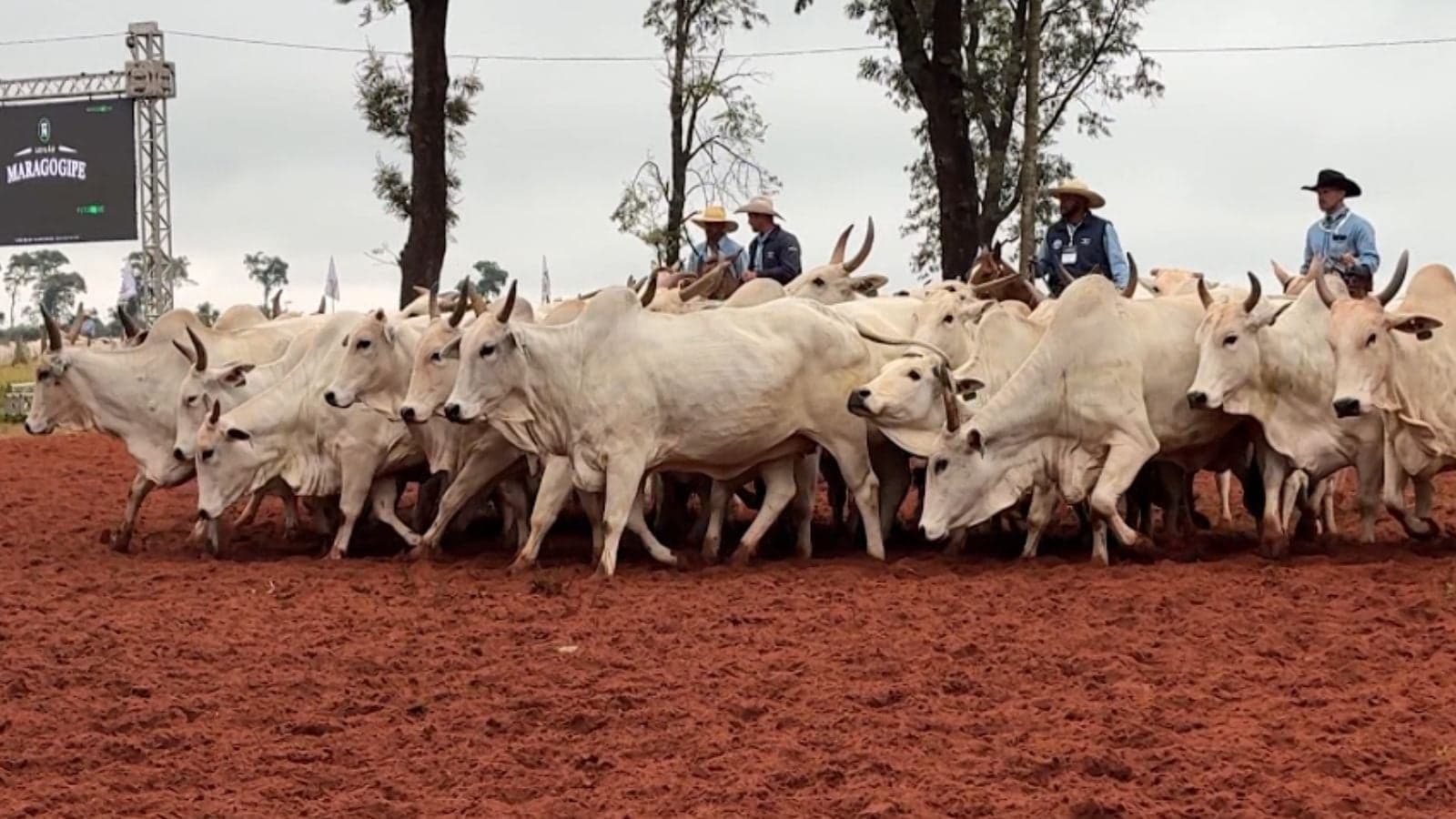 Cotações do boi gordo caem com isenção de carnes nos EUA