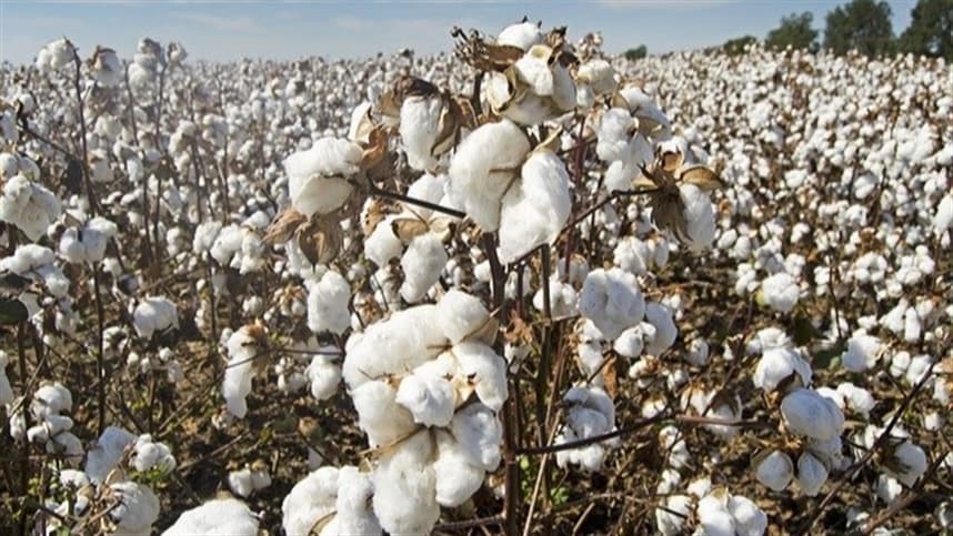 Exportações de algodão de Mato Grosso batem recorde em 2024/25