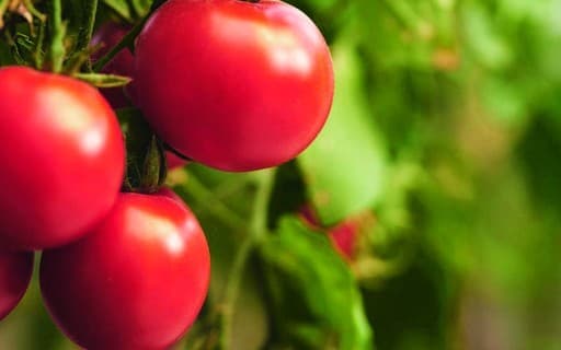 FAO lança CropSuit para otimizar planejamento agrícola