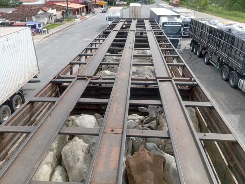 Sefa apreende 42 mil litros de diesel e 55 gados no Pará