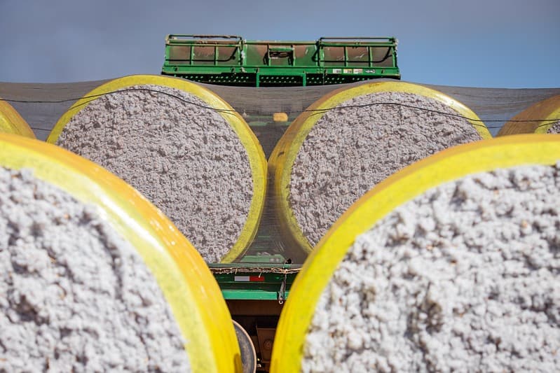 Cotação do Algodão em Pluma Sofre Alta em Março com Suporte de Vendedores e Demanda Aquecida