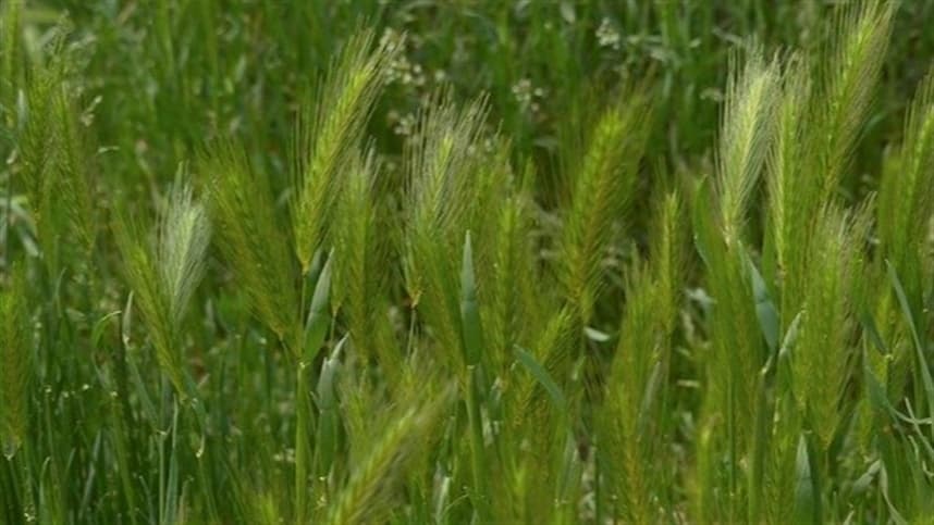 Produção de trigo no Canadá aumenta em 5%