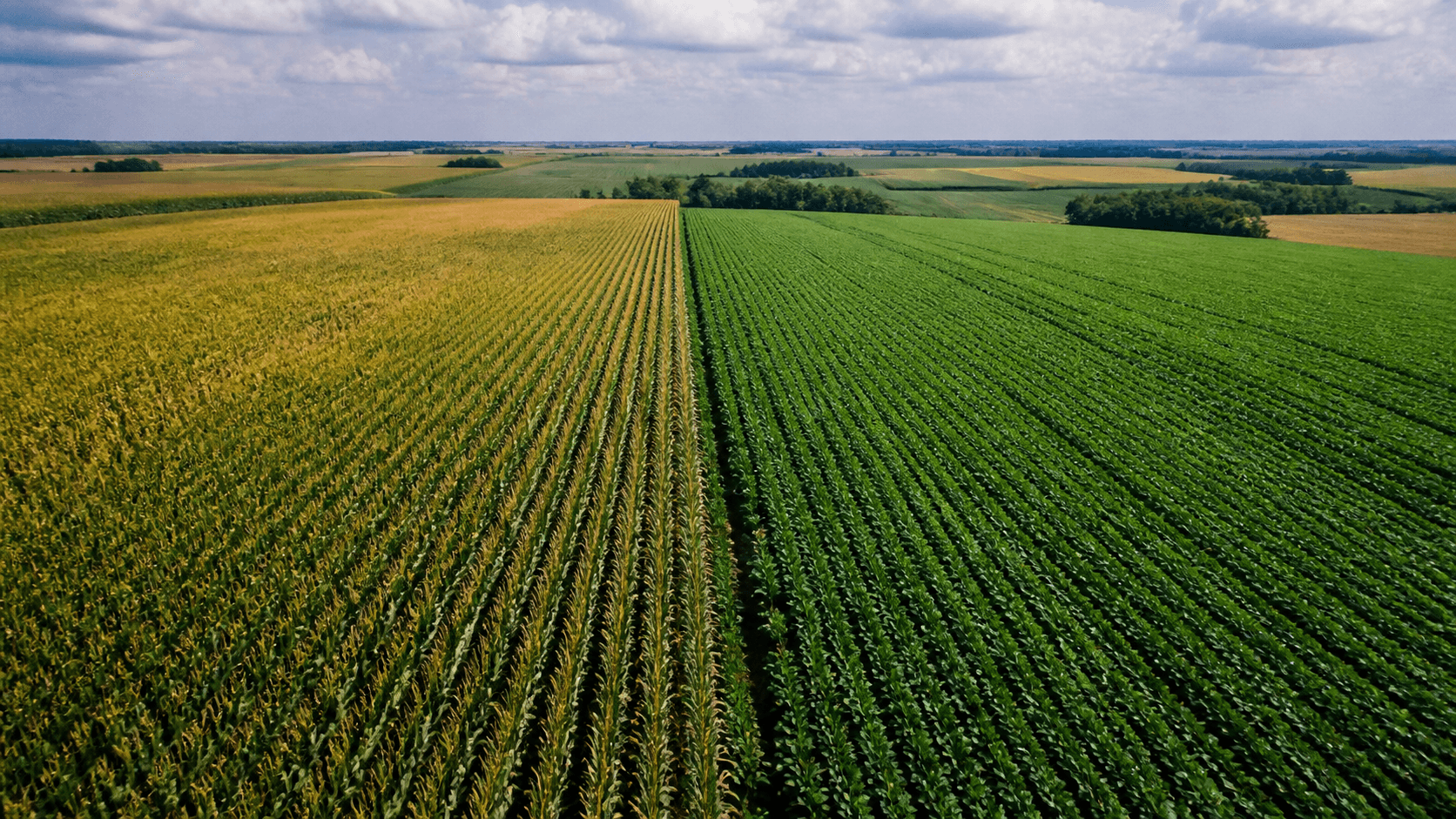 USDA revela status da safra de milho e soja nos EUA