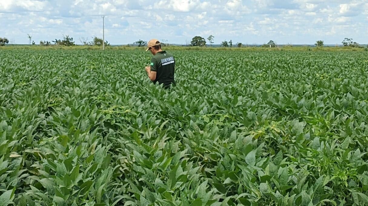 Braquiária melhora produtividade da soja e qualidade do solo
