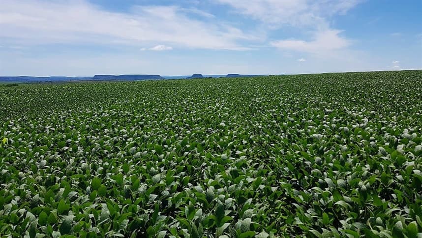 Prorrogada submissão para a 40ª Reunião de Pesquisa de Soja