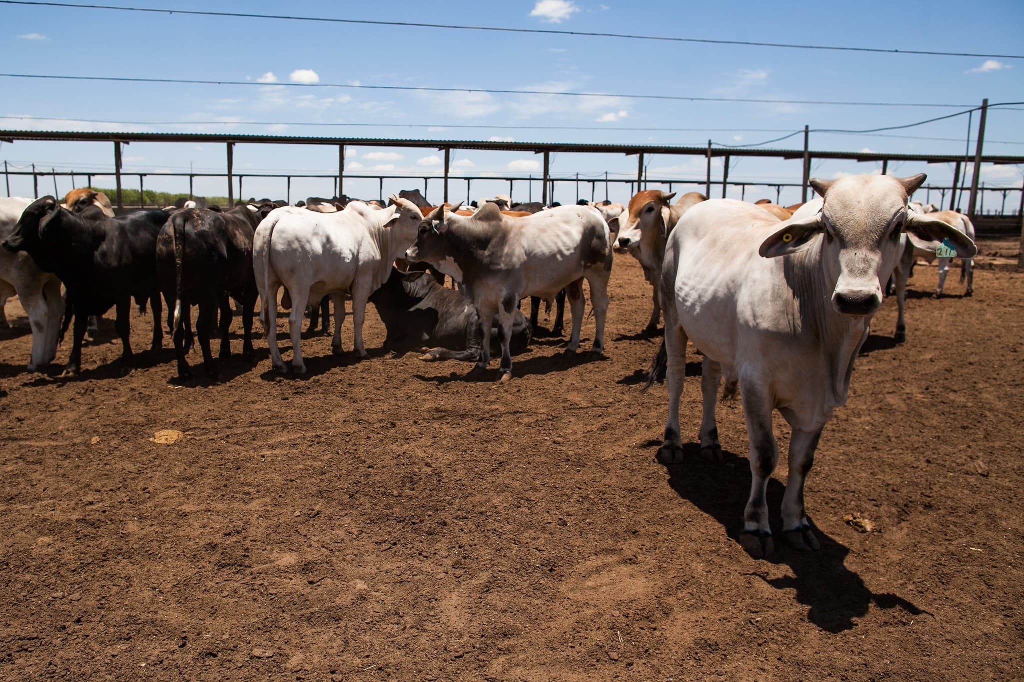 Mercado pecuário mostra estabilidade, mas com oferta reduzida