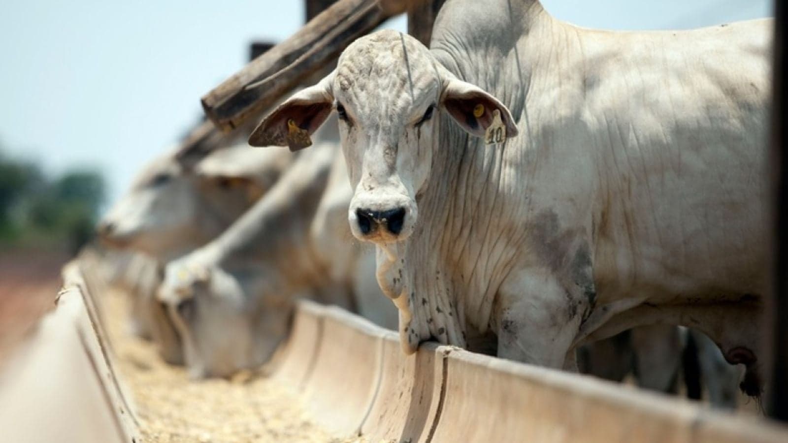 Mercado do boi gordo apresenta estabilidade com exceções regionais