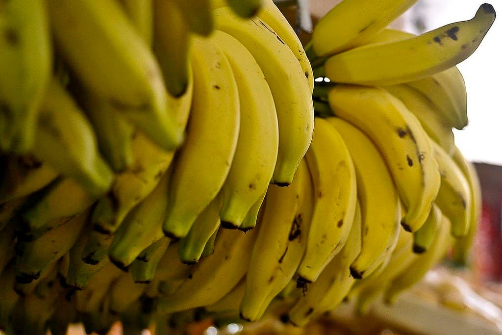 Preço da banana prata aumenta em Bom Jesus da Lapa; nanica se mantém estável