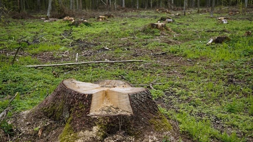 Cerrado perde 13,9 milhões de hectares de vegetação nativa até 2025
