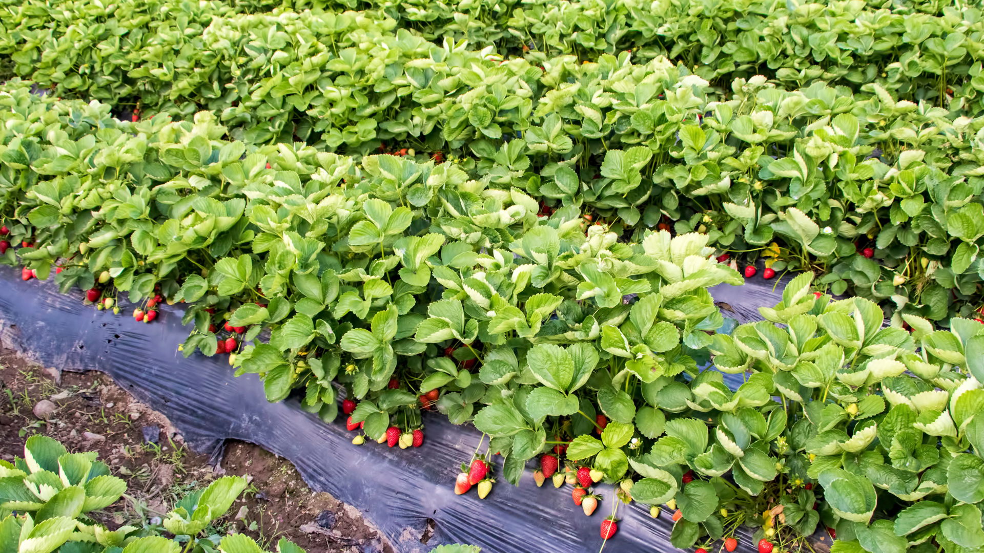 Pulgoes afetam produção de morangos no Brasil