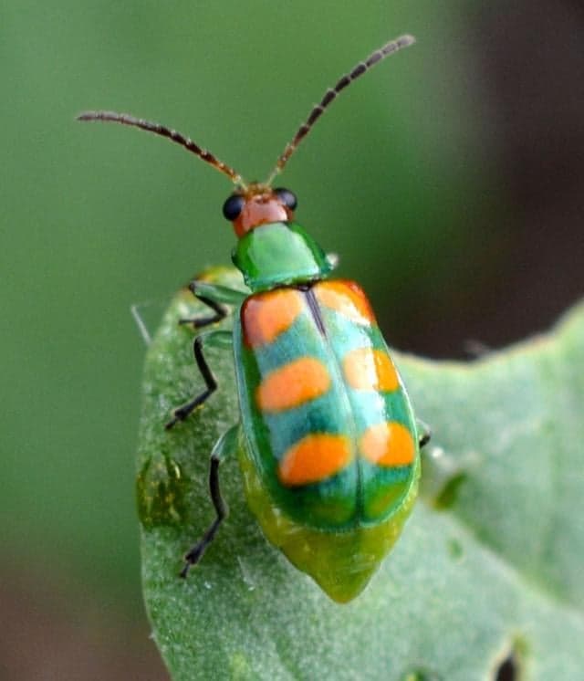 Vaquinha-verde-amarela ameaça lavouras no Brasil