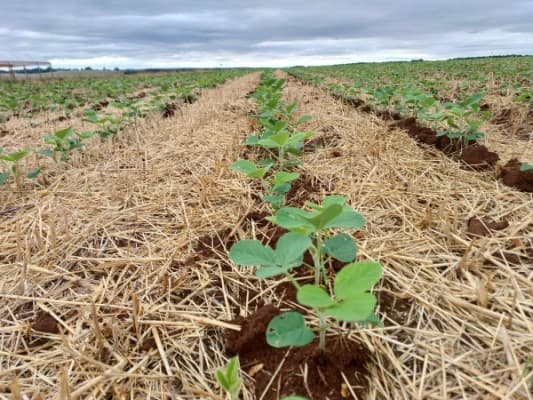 Produtores de soja enfrentam desafios com altos custos em 2025/26