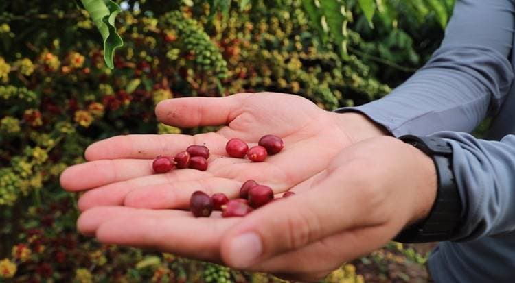 Café robusta amazônico transforma produção rural no Amazonas