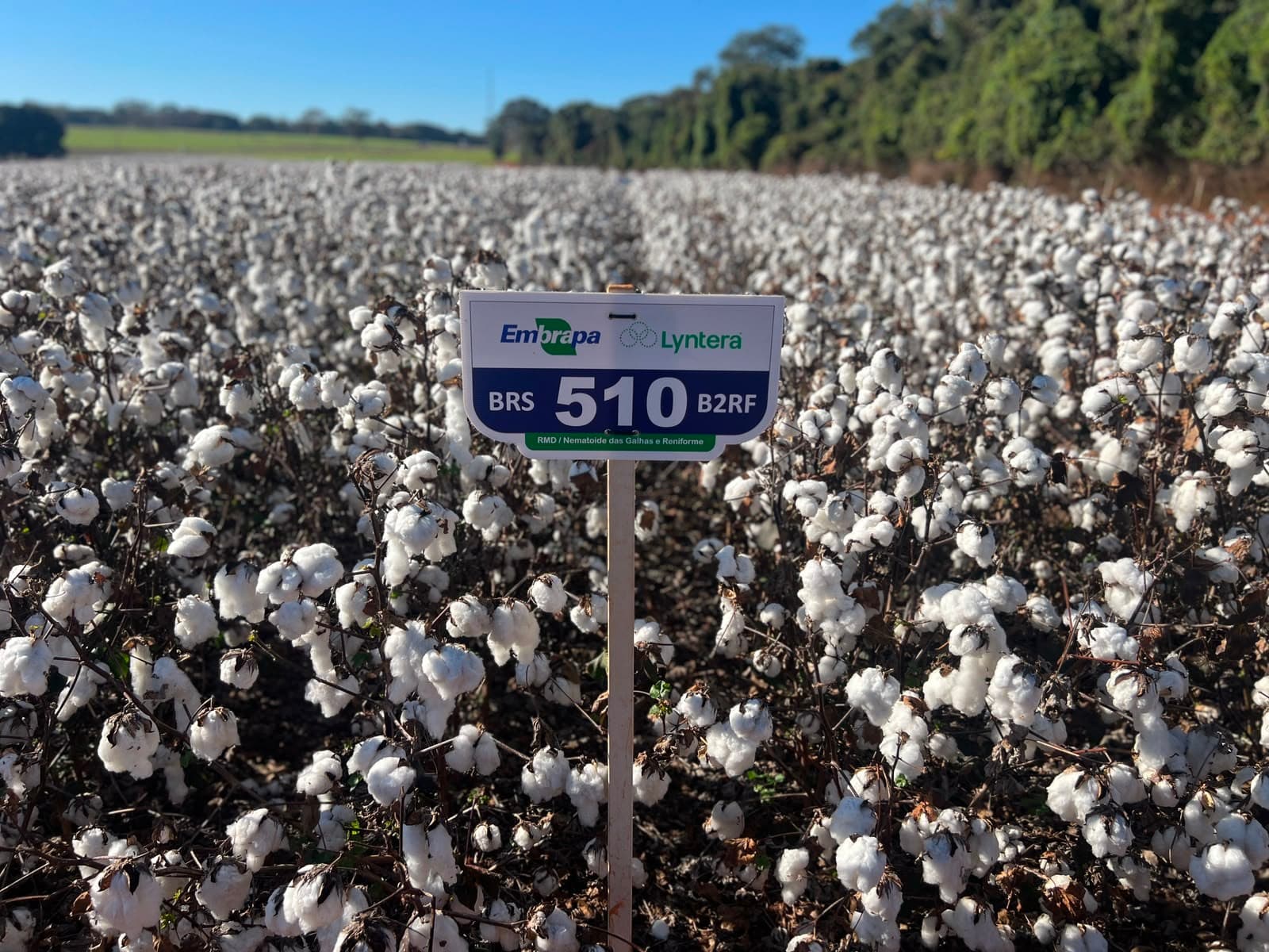 Embrapa Lança Novas Cultivares de Algodão com Alta Produtividade