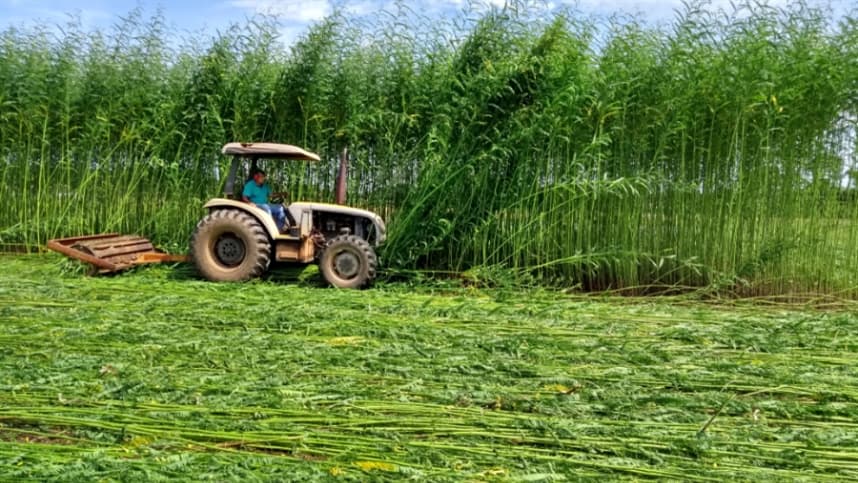 Embrapa inova cultivo com leguminosas para melhorar solo do arroz