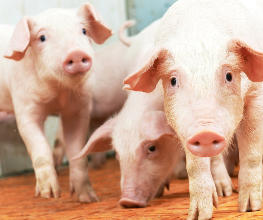 Queda nos preços de carne suína persiste, apesar de exportações fortes