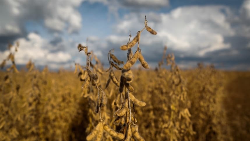 Alta nos preços da soja traz alívio ao mercado agrícola