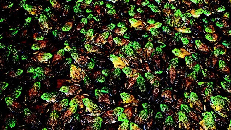 Ranicultura se destaca como opção viável para pequenos produtores